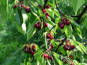 Výsadba stromů 21 cherry g1127d4c30 640