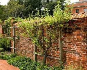 Výsadba stromů 31 espalier ga6772a419 640