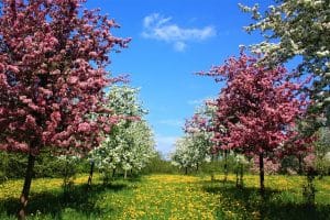Výsadba stromů 32 fruit trees g077db9164 640