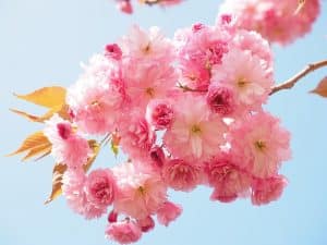 Výsadba stromů 26 japonska ceresna