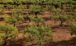 Výsadba stromů 35 olive trees g6b3d3e769 640