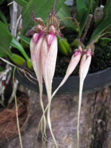 Hnojivo na orchideje 37 orchidej druhy - Orchidea Bulbophyllum longissimum