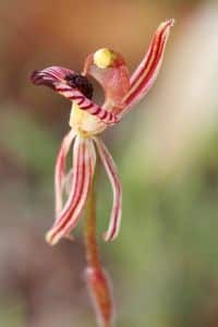 Hnojivo na orchideje 38 orchidej druhy - Orchidea Caladenia caimsiana