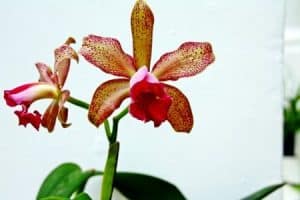 Hnojivo na orchideje 36 orchidej druhy - Orchidea Cattleya bicolor