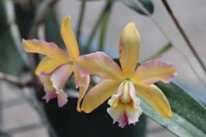 Hnojivo na orchideje 45 orchidej druhy - Orchidea Cattleya luteola