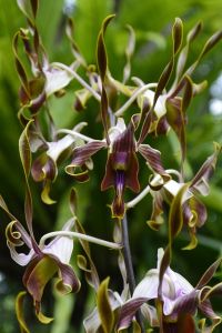 Hnojivo na orchideje 39 orchidej druhy - Orchidea Dendrobium taurinum