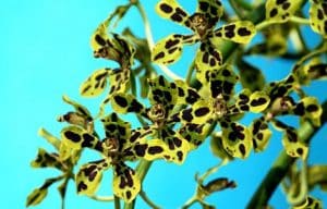 Hnojivo na orchideje 46 orchidej druhy - Orchidea Grammatophyllum speciosum
