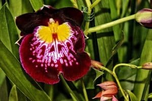 Hnojivo na orchideje 43 orchidej druhy - Orchidea Miltónia
