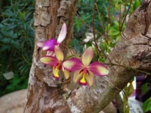Hnojivo na orchideje 42 orchidej druhy - Orchidea Spathoglottis plicata