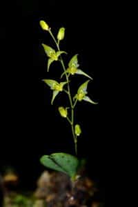 Hnojivo na orchideje 41 orchidej druhy - Orchidea Specklinia grobyi