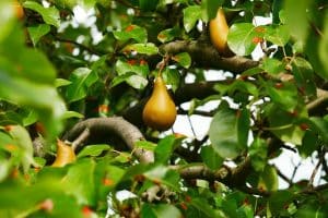 Výsadba stromů 22 pear gf975f505a 640