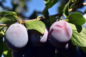 Výsadba stromů 23 plum gf6c65a0cc 640