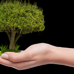 výsadba stromů na dlani