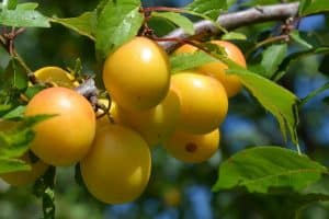 Výsadba stromů 24 yellow plums g025a4bc0a 640