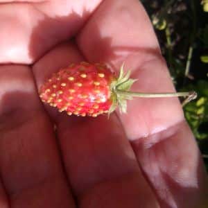 Měsíčková jahoda v dlani