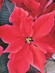 Vánoční růže - TIKAL-RED