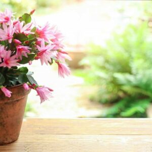 Blooming zygocactus Schlumbergera in a ceramic pot