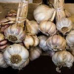 Příprava záhonů na zimu 13 sušení česneku