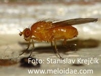 Česnek 30 fuzavka cesnakova b 4f9d341cd11bc1d5
