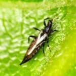 Česnek 33 strapka thrips