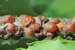 škůdci pokojových rostlin - Puklice