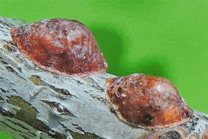 škůdci pokojových rostlin - Puklice