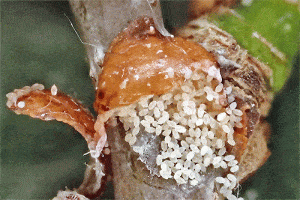 škůdci pokojových rostlin - Puklice