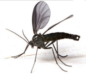 škůdci pokojových rostlin - smutnice