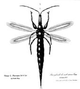 škůdci pokojových rostlin - trřásněnka
