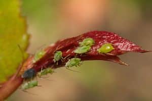 škůdci pokojových rostlin - mšice