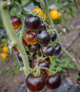 černá salátová rajčata TOM WAGNER