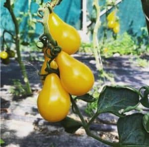 žluté hruškovité cherry rajče YELLOW PEAR CHERRY