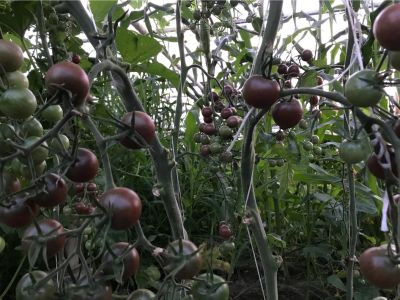 černá rajčata BLACK CHERRY