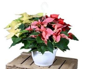 christmas star 564127 640