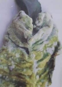 kadeřavost broskvoní - napadené listy