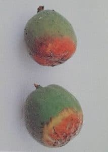 kadeřavost broskvoní - napadené plody