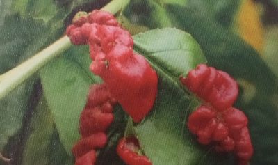 kadeřavost broskvoní - detail listu