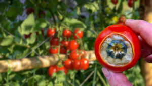 Černání špiček plodů (blossom end rot)