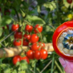 Černání špiček plodů (blossom end rot)