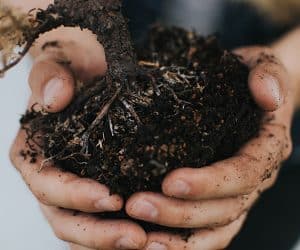 ovocné stromy - pěstování