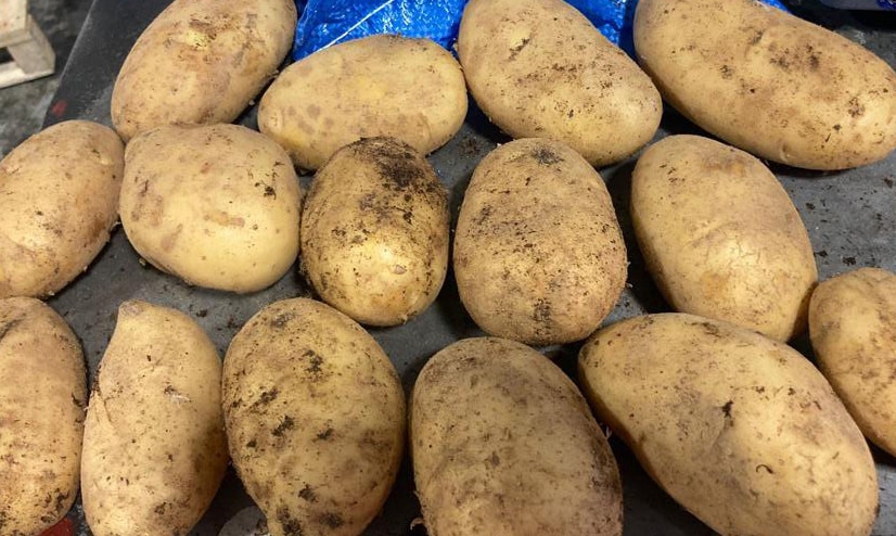 Brambor Agricola Gloria