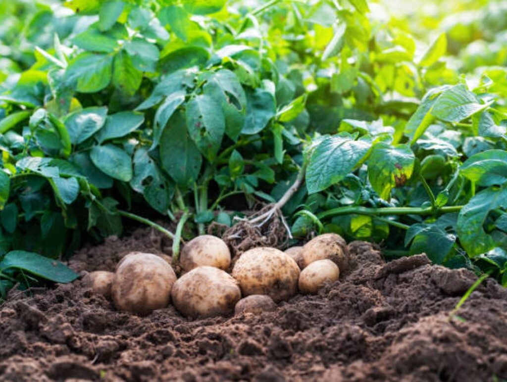 Brambor (Solanum tuberosum)