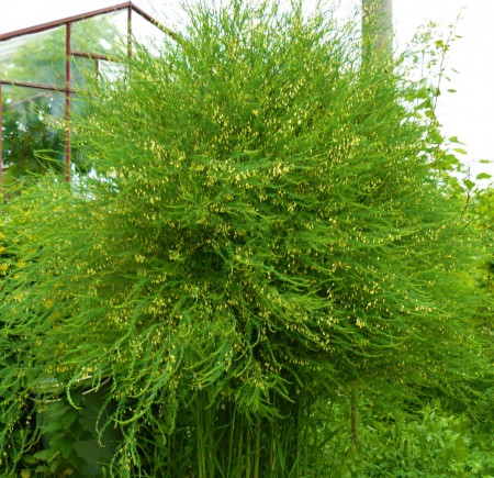 Chřest obecný (Asparagus officinalis)