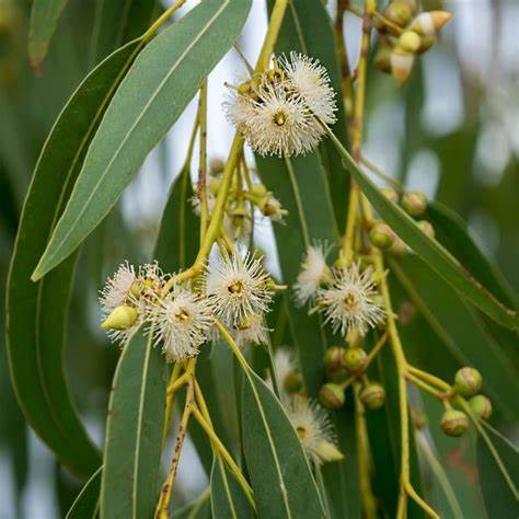 Eukalyptus 2 Eukalyptus (Eucalyptus)