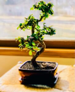 Bonsaj pro začátečníky