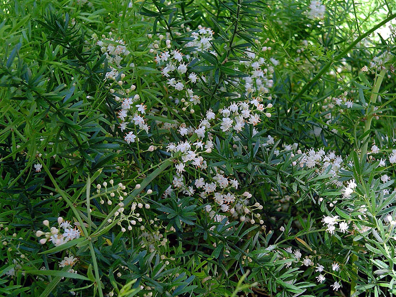 Asparagus densiflorus 'Sprengeri'