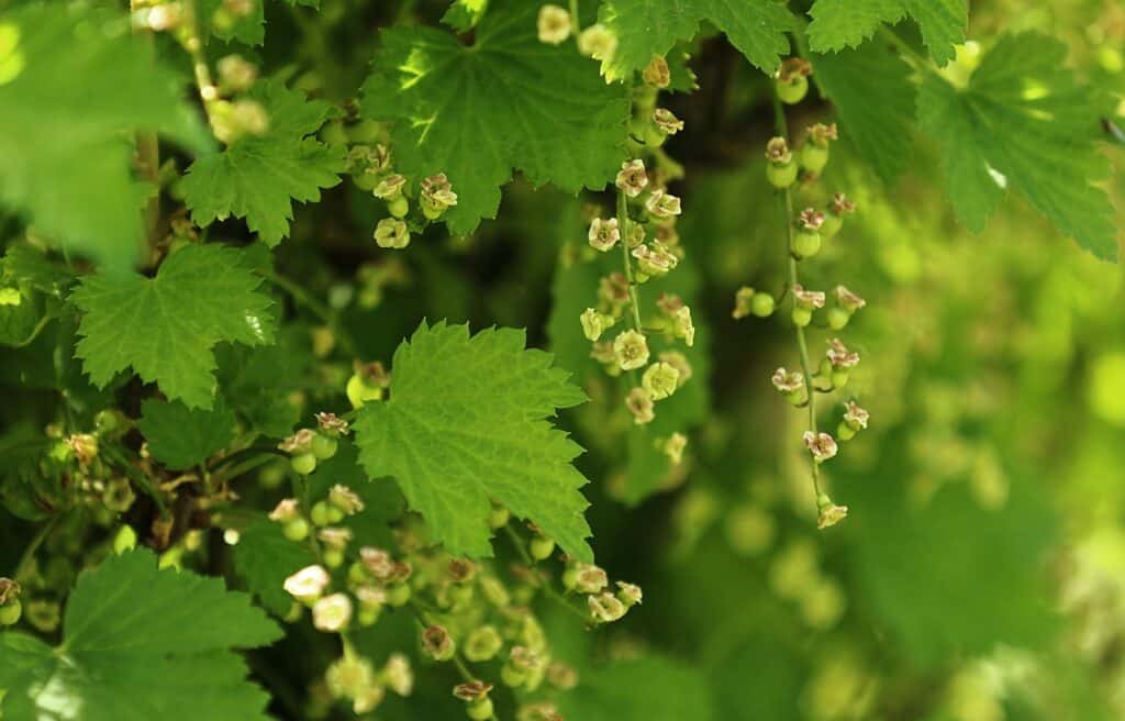 Rybíz - kvetoucí keř