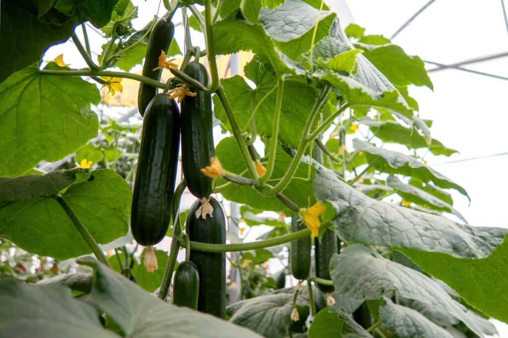 Pěstování okurek ve skleníku