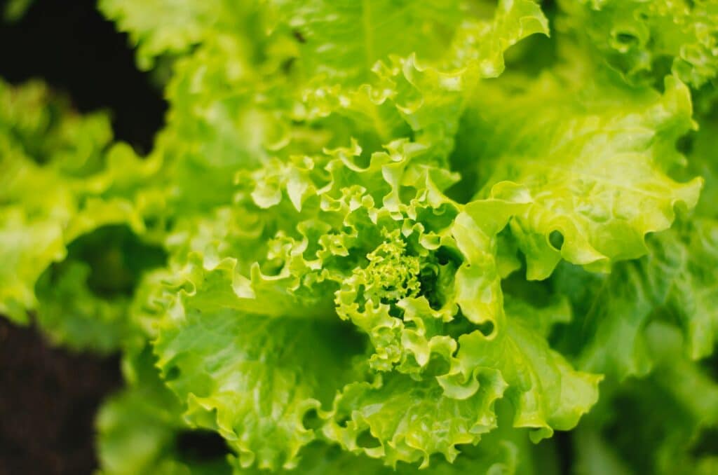 Zelený salát - hlávka