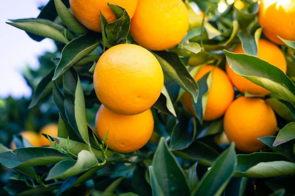 Pomerančovník
